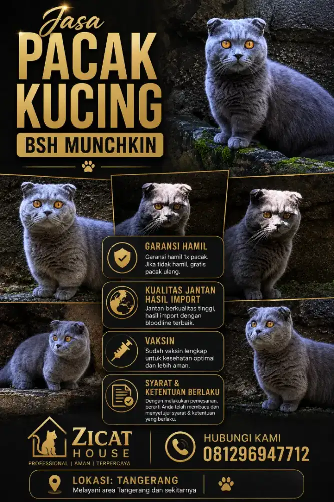 KUCING BSH MUNCHKIN PACAK BRITISH SHORT HAIR