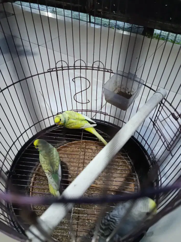 Parkit mutasi usia remaja