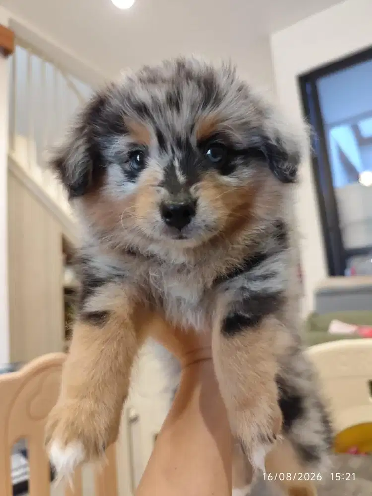 Pomapoo blue merle 2 bulan