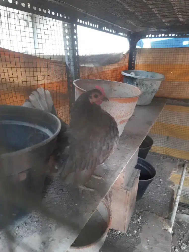 Ayam serama betina
