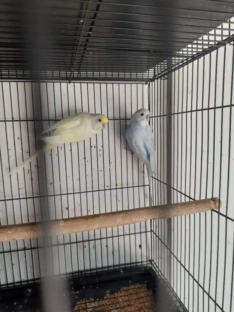 Burung parkit mutasi
