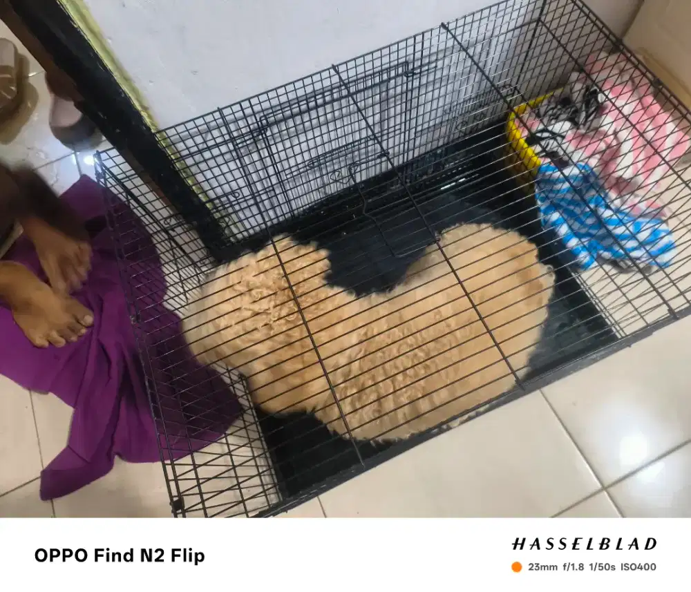 anjing poodle betina 1 thunn