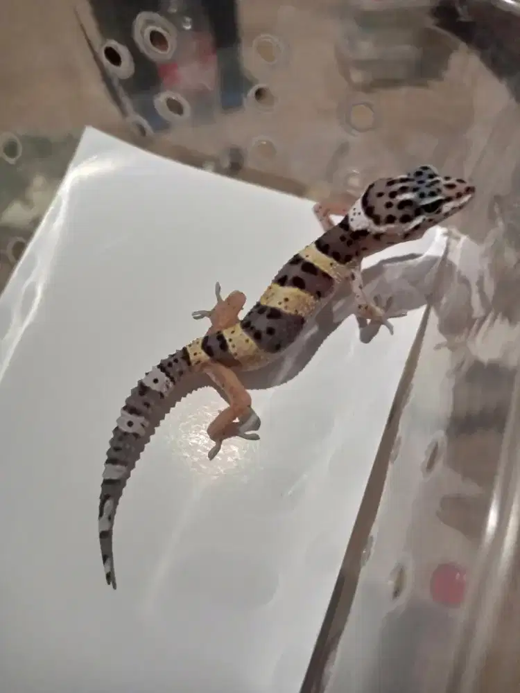 Leopard gecko murah