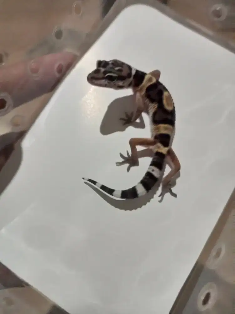 Leopard gecko jakarta