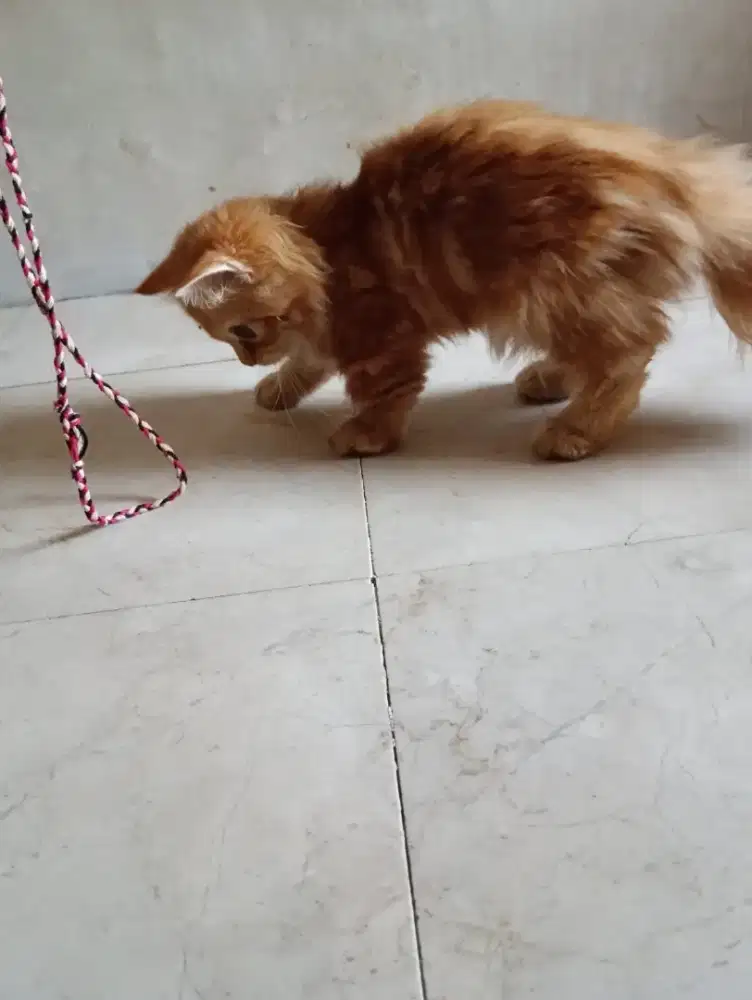 Kitten Munchkin 3