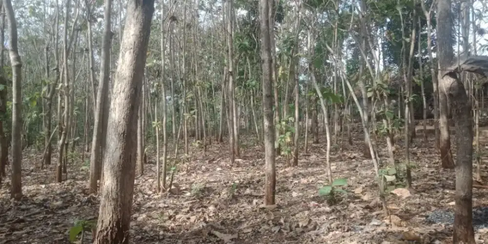 Jual Tanah Murah di Paliyan Gunung Kidul