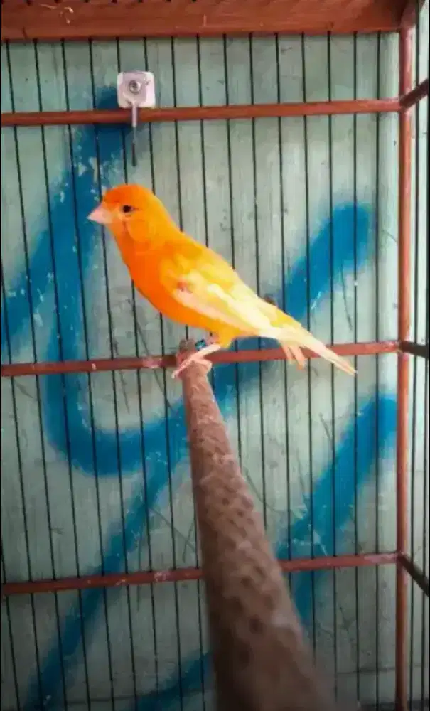Dijual burung kenari loper AF kuning sunkist