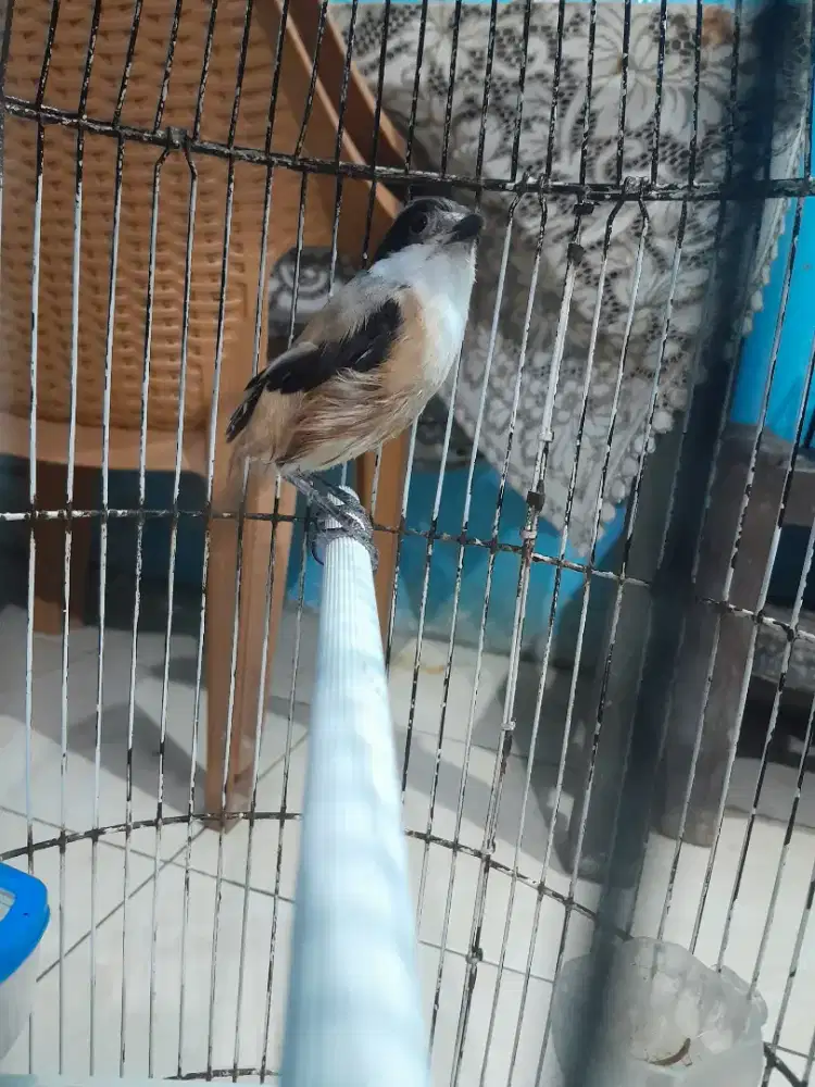 Cendet pilis  masih muda