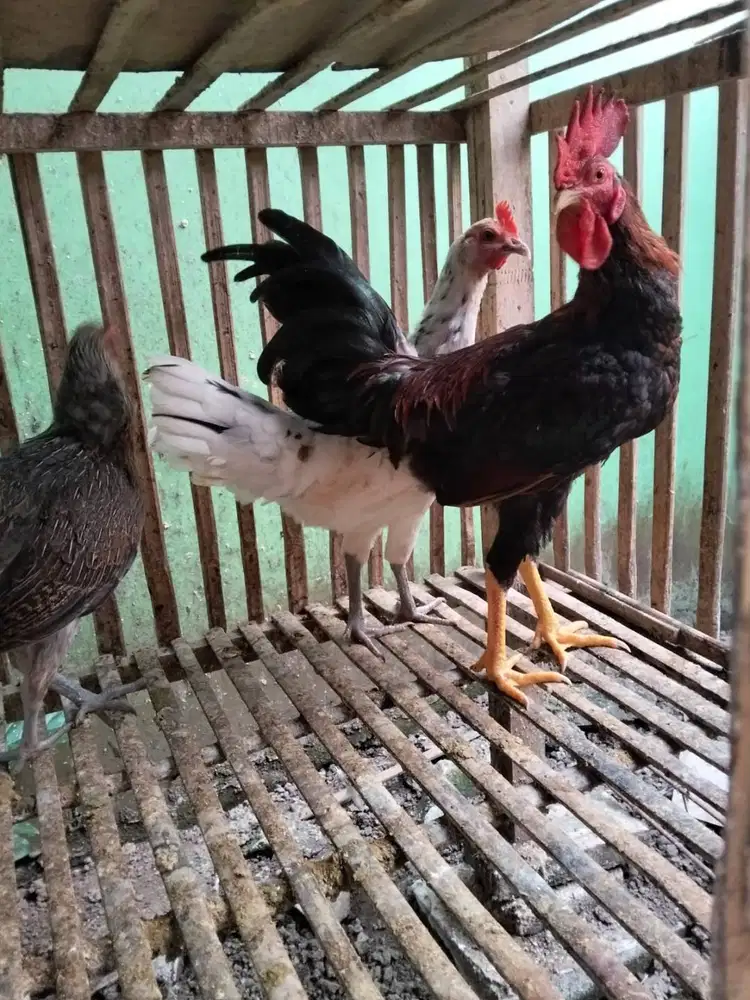 Ayam jago ketawa