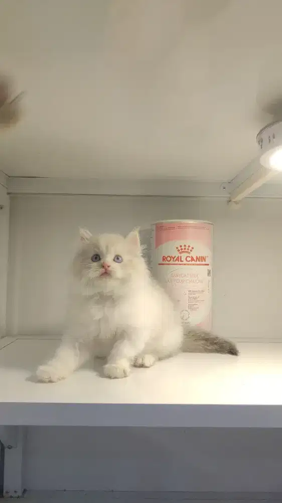 Kucing kitten ras ragdoll bulu kapas
