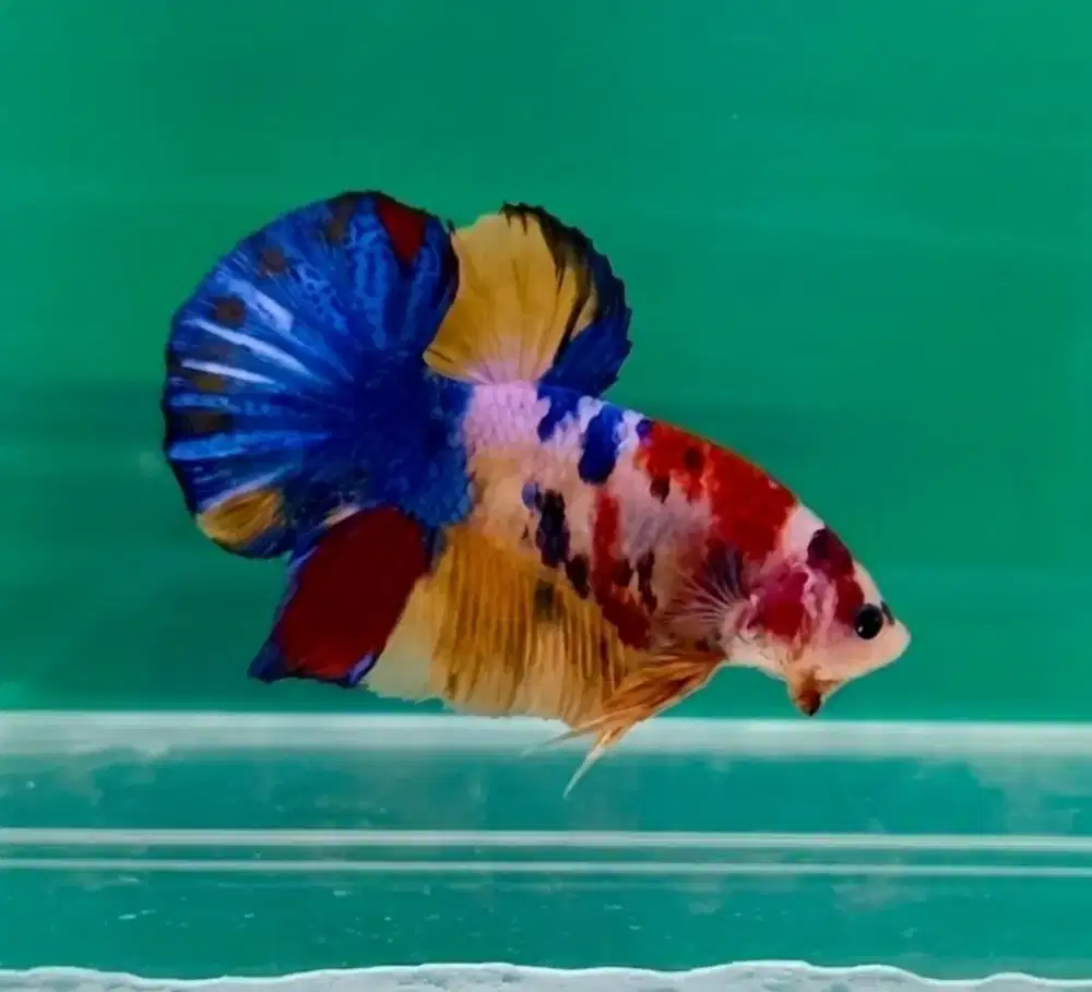 ikan cupang giant multicolor