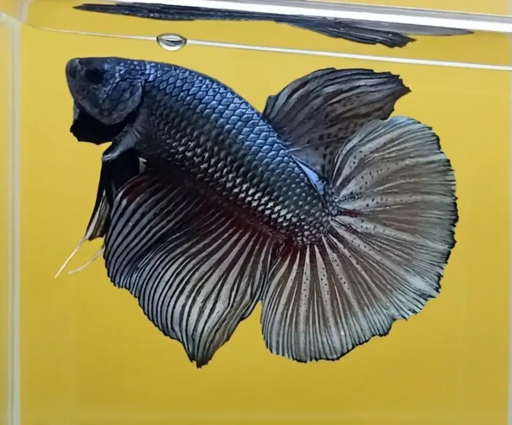ikan cupang giant combi coper