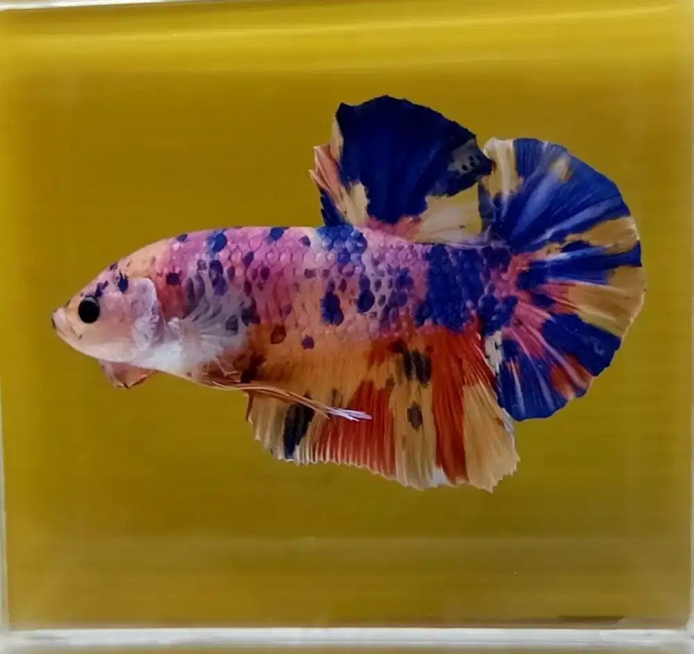 ikan cupang giant multicolor Bo 6 Cm