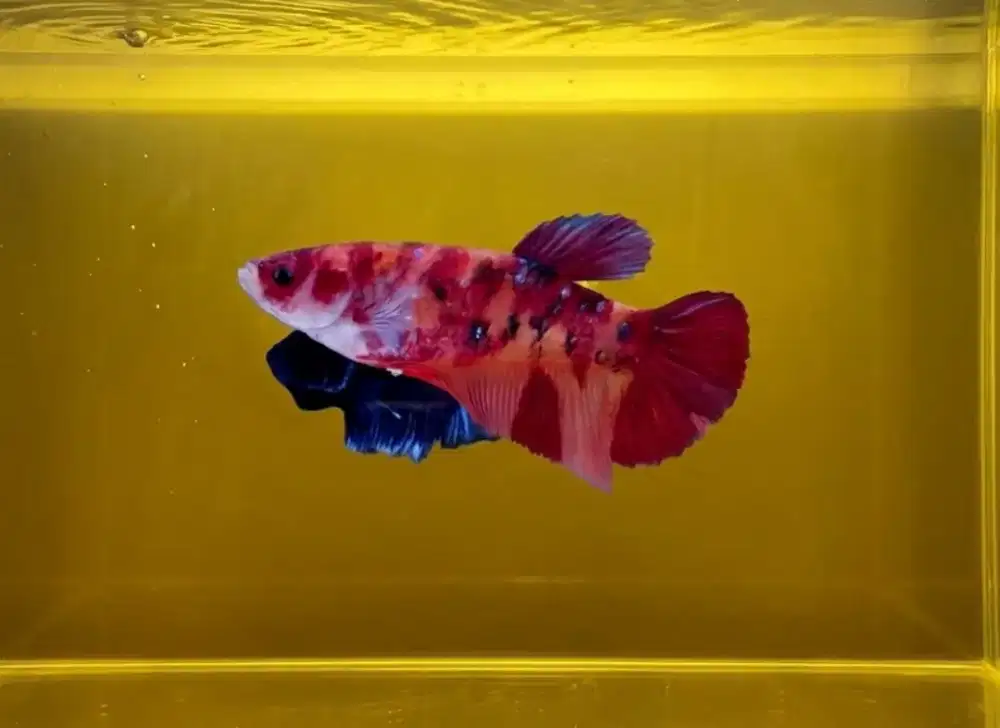 ikan cupang giant betina nemo
