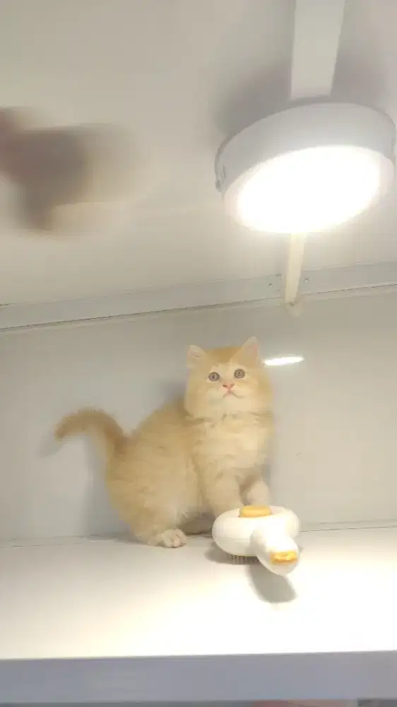 Kucing kitten ras persia cream oren jantan