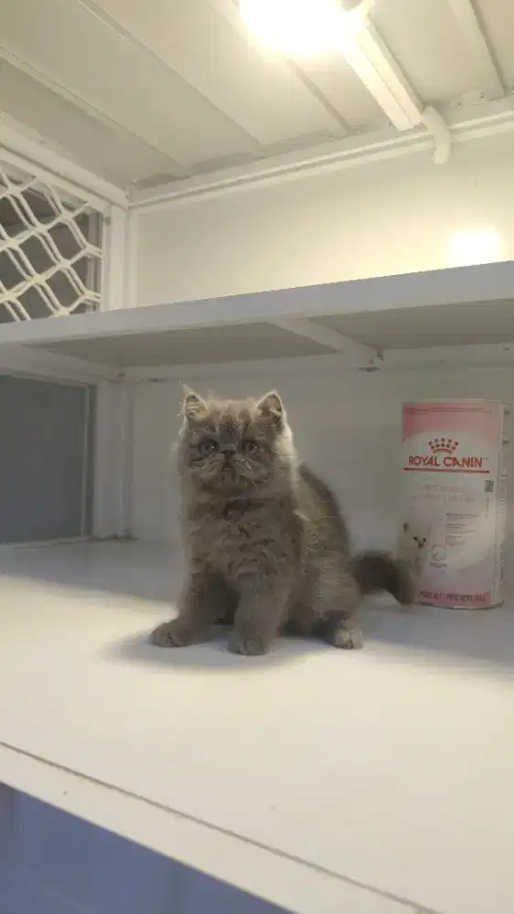 Kucing kitten BSH x peaknose abu jantan