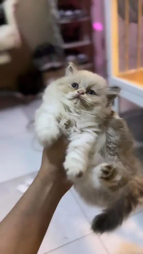 Ragdoll simetris