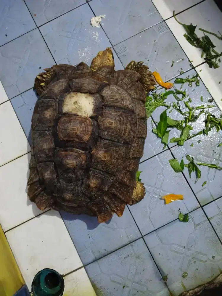 KURA KURA SULCATA