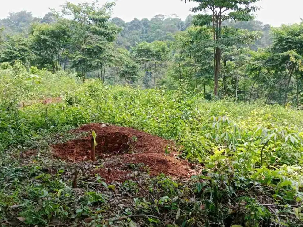 Tanah SHM 2 Sertifikat di Dekat Wisata Puncak 2 Bogor