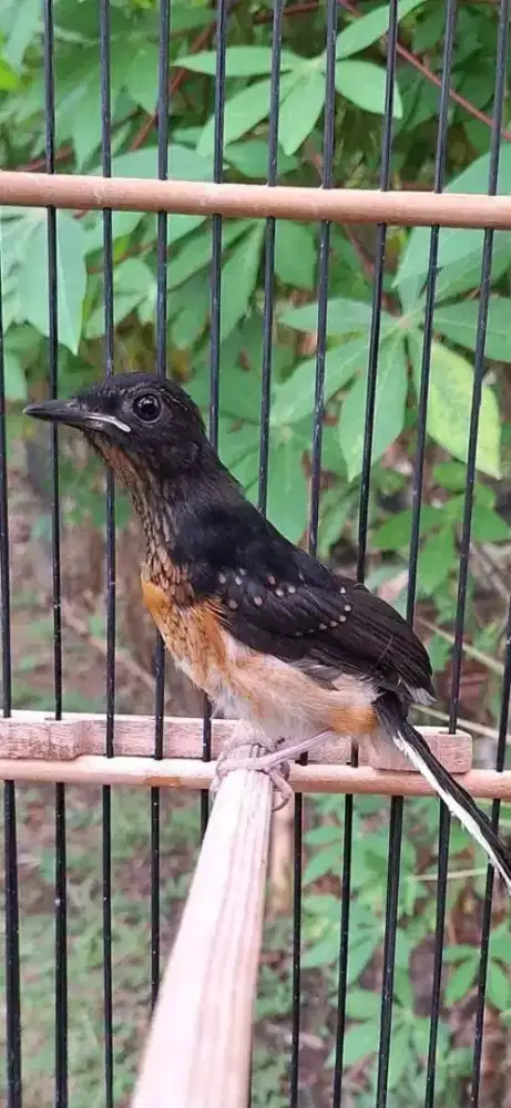 Trotol Jantan Garansi Ternakan