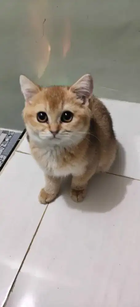 BSH Golden Betina