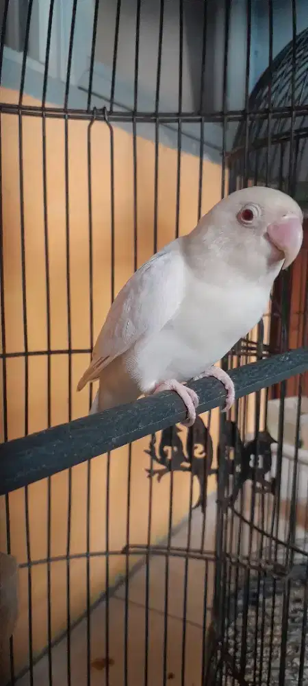 Lovebird albino mm jantan mapan