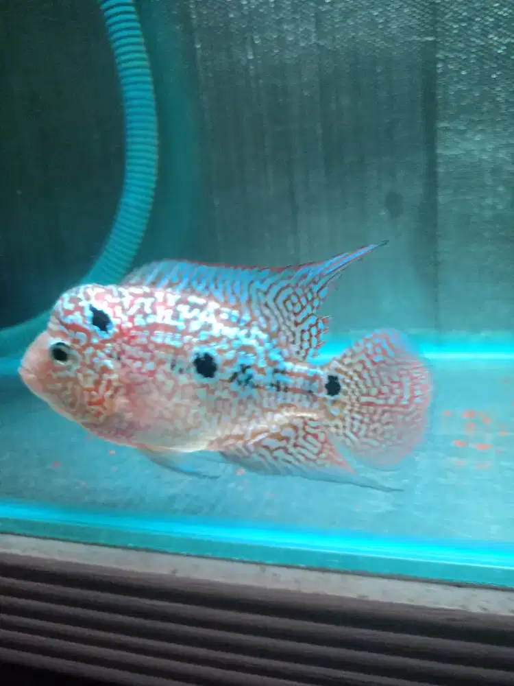 Ikan lohan kamfa f 3