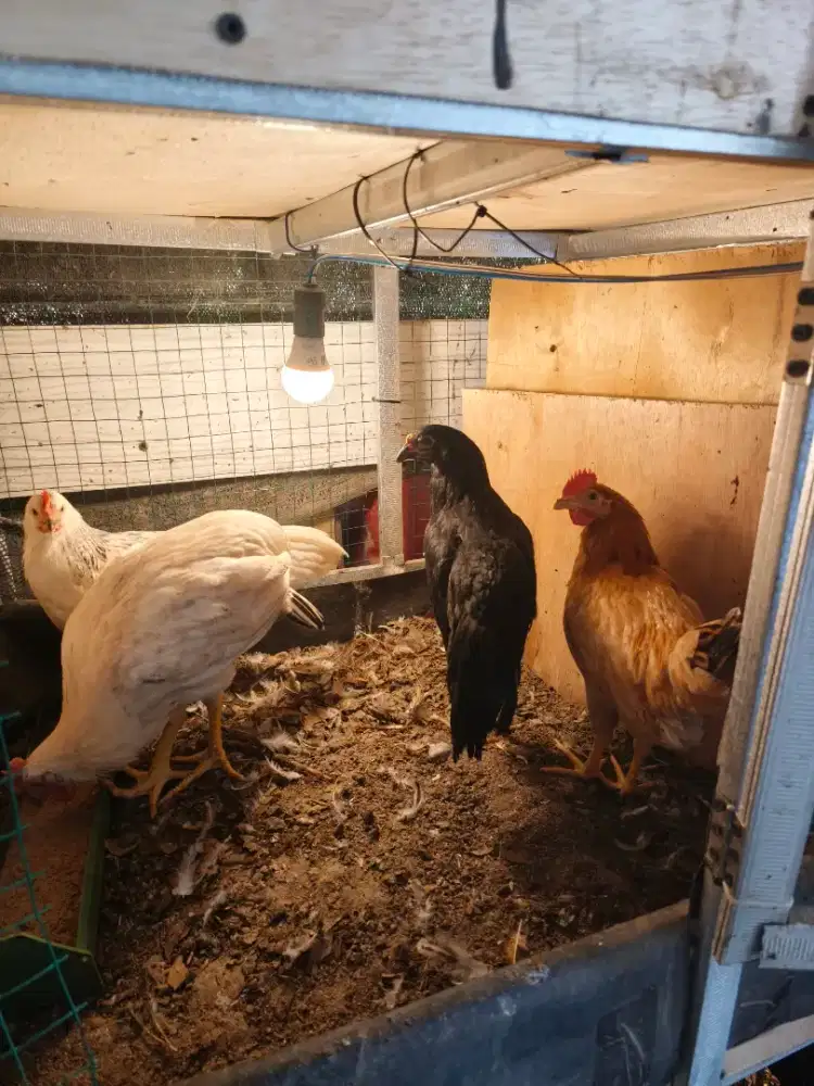 Ayam petelur elba