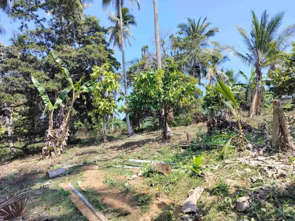 jual tanah 98 are harga 20 jt/ are.lok bonian selemadeg barat