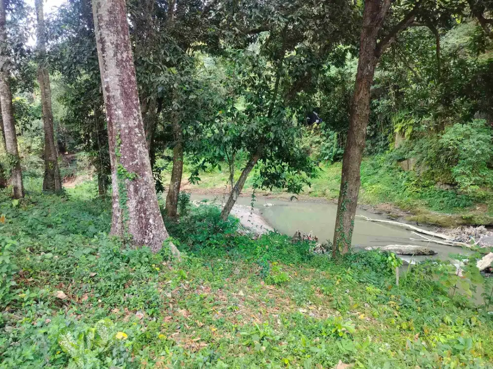 jual tanah premium.lok cepaka kaba kaba tabanan luas 3050m2 hrga 550jt/ are/100m2