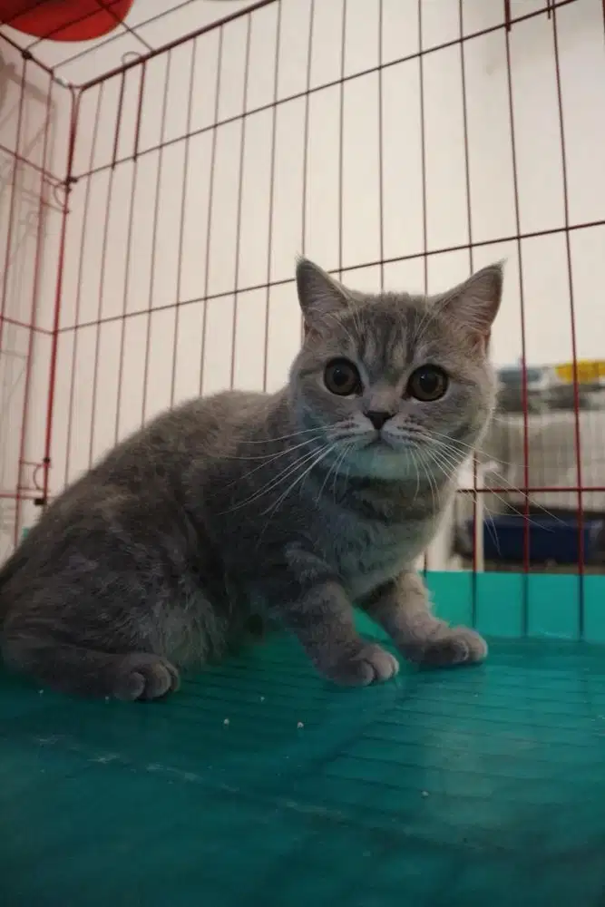 kucing persia betina