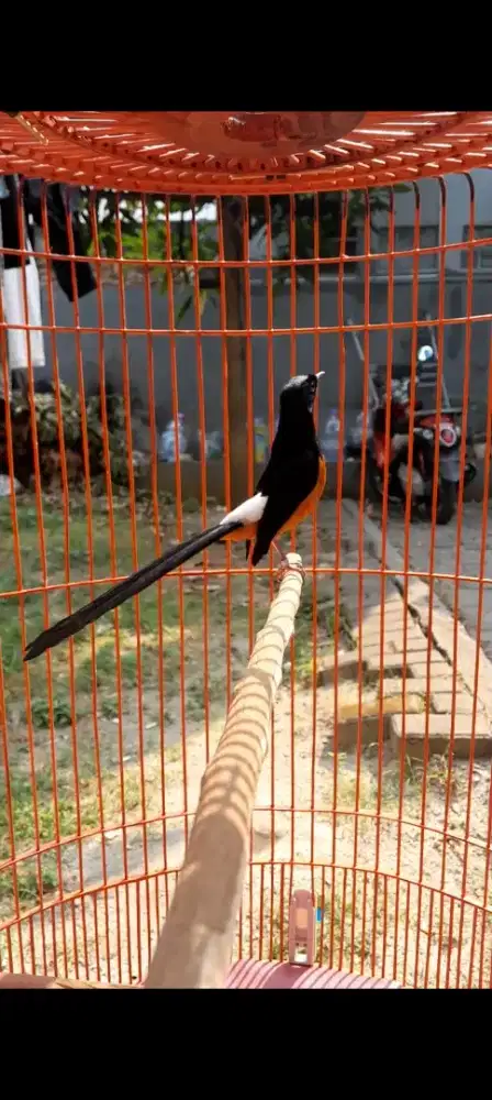 BURUNG MURAI BATU GACOR DOR PRESTASI