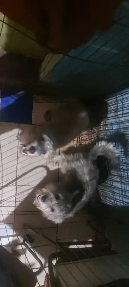Adopsi Anjing Ras schaunzer