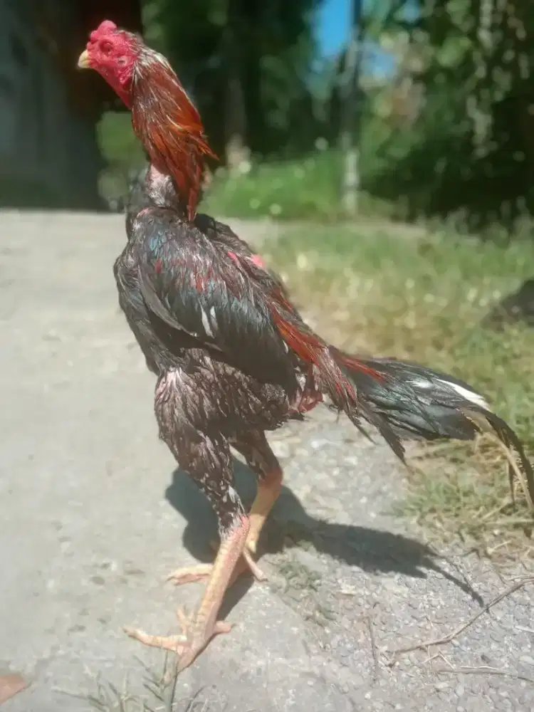 Ayam shamo jepang pakhoyphanat  win 3 x super Taji murah