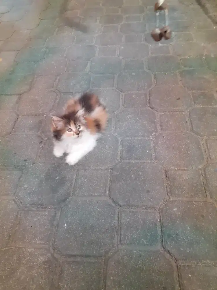 Kucing Persia kitten