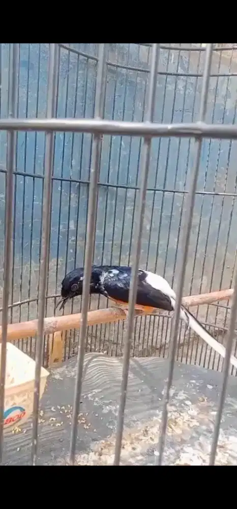 Murai brolok ekor slap putih gacor