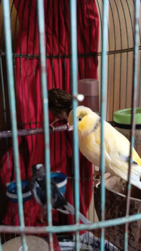 KENARI BETINA jakseL