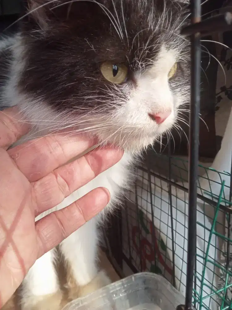 Adopsi Kucing Persia