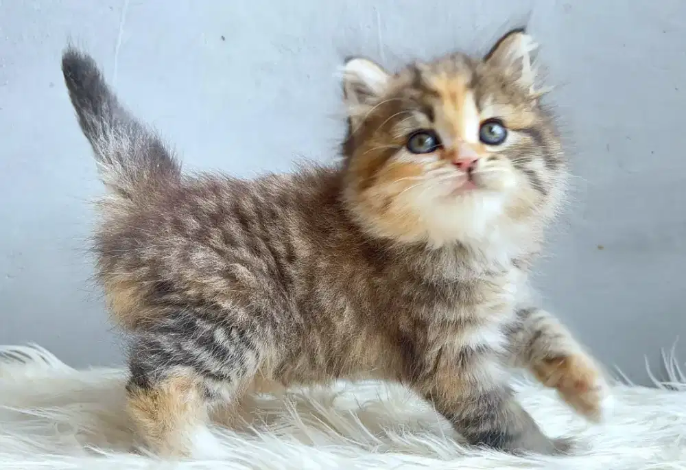 Persia calico betina cantik