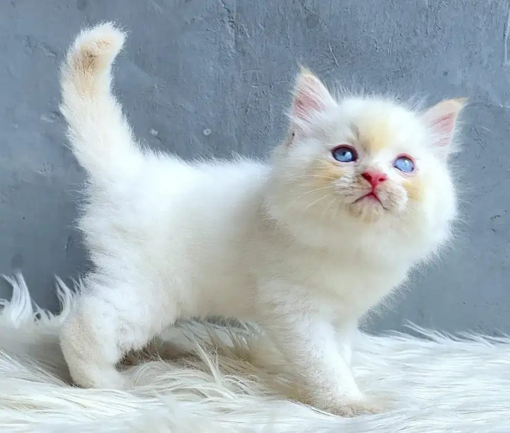 Himalaya red point jantan