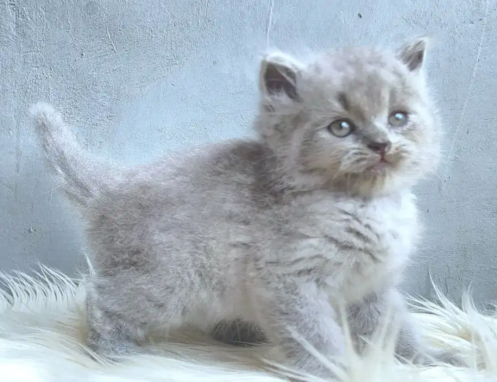 Persia abu solid jantan