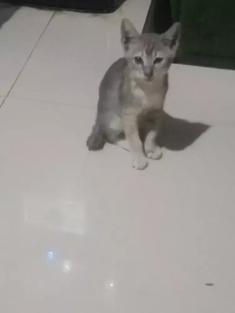 Di hiba kucing Himalaya mix