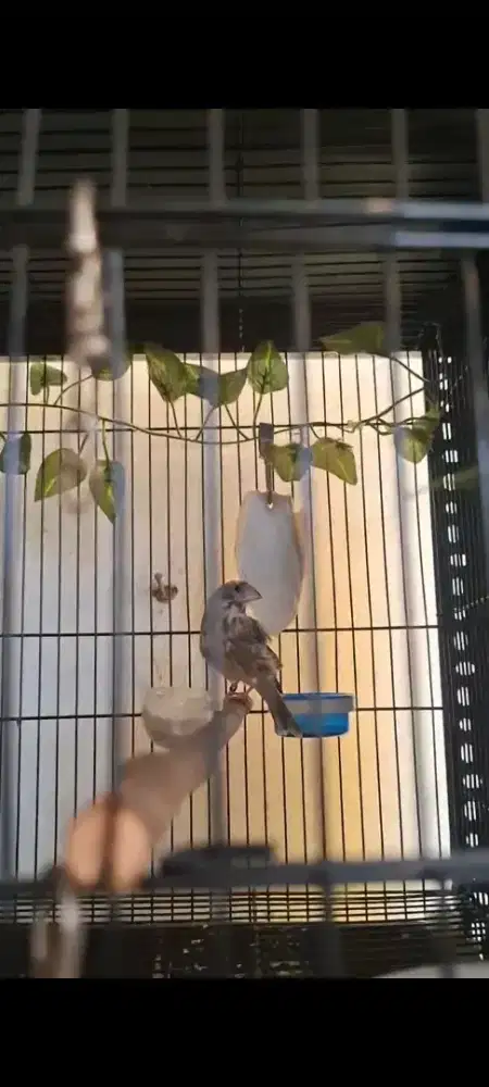 Burung Betina Blackthroat indukan 1x Produksi Usia 1 TAHUN UP