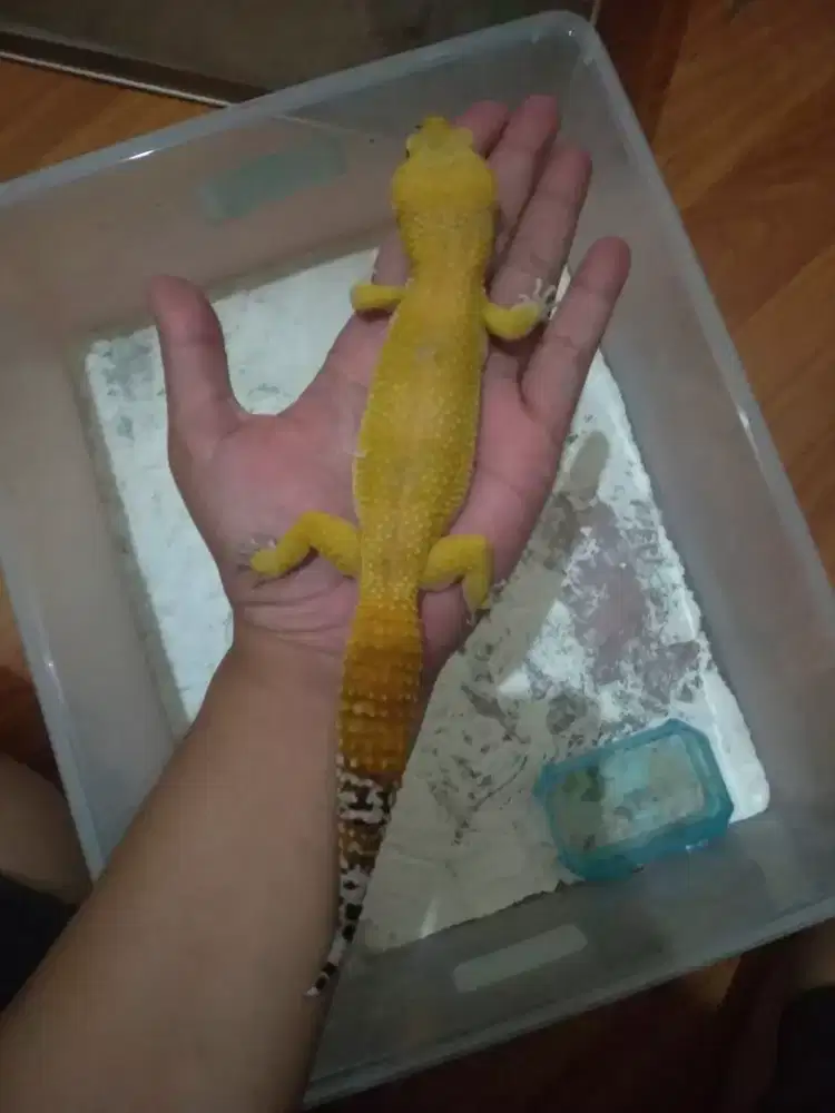 Gecko Super Giant SHTCTB