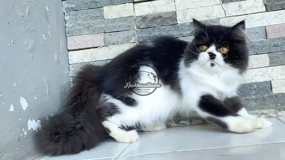 Persia bulu tebal betina