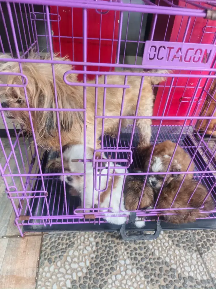 Anakan shitzu betina cantik