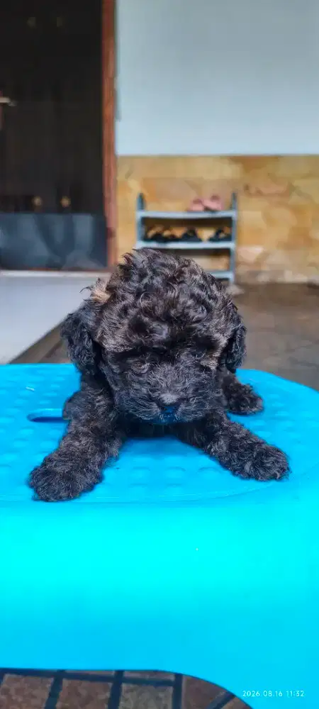 Jual puppies toy poodle