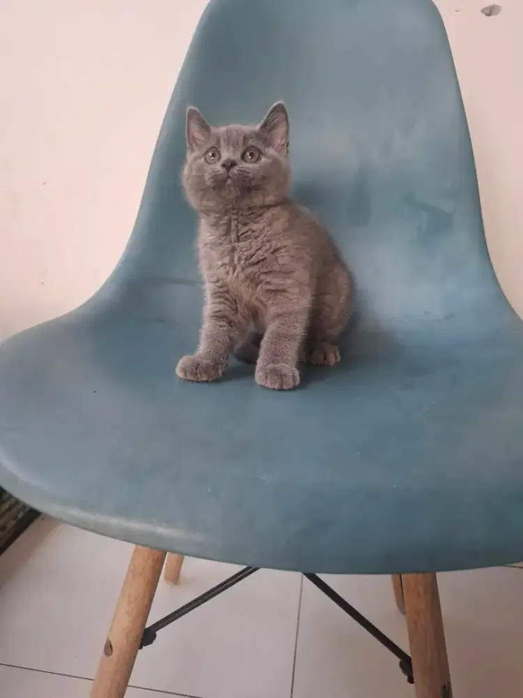 Kitten british shorthair jantan 2 bulan