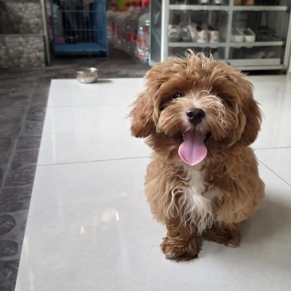 Anakan Puppy Shitzu mix Poodle Shipoo