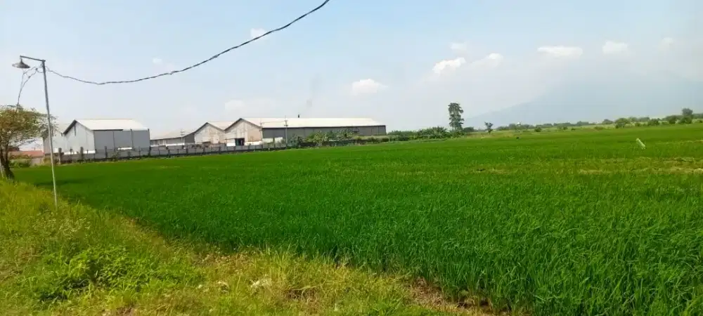 Dijual sawah milik sendiri (SHM)